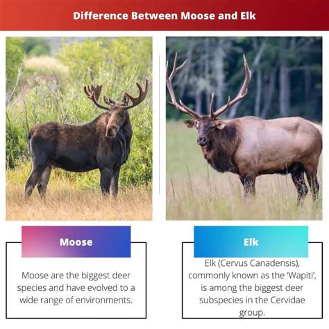 (7) In the <strong>elk</strong> this part of the gut usually constitutes a greater part of the spiral loop than the coil proper, and runs in several irregular loops and small coils <strong>between</strong> the coil proper and the jejunal attachment. . Difference between elks club and moose lodge